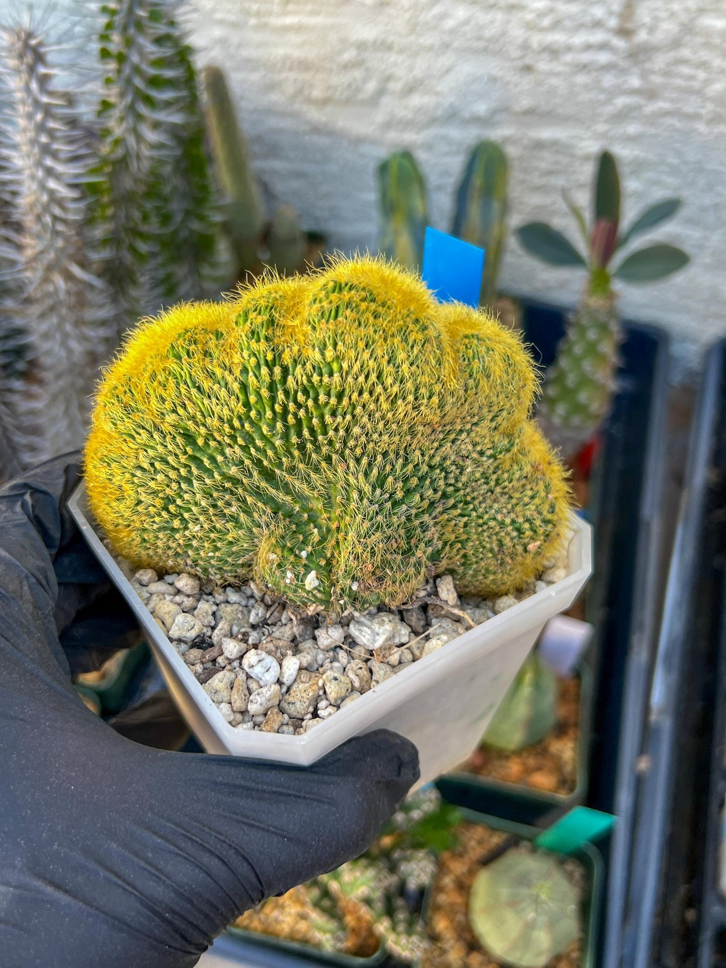 Vatricania guentheri cristata| Imported Cactus | Rare Succulent