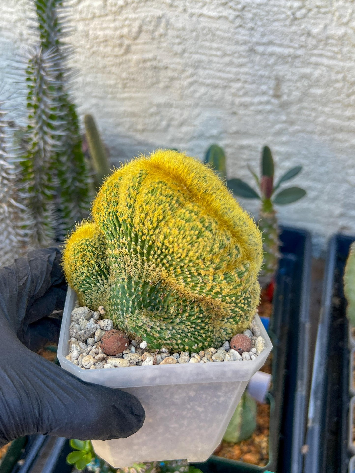 Vatricania guentheri cristata (Green) | Imported Cactus