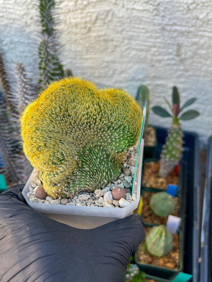 Vatricania guentheri cristata (Green) | Imported Cactus