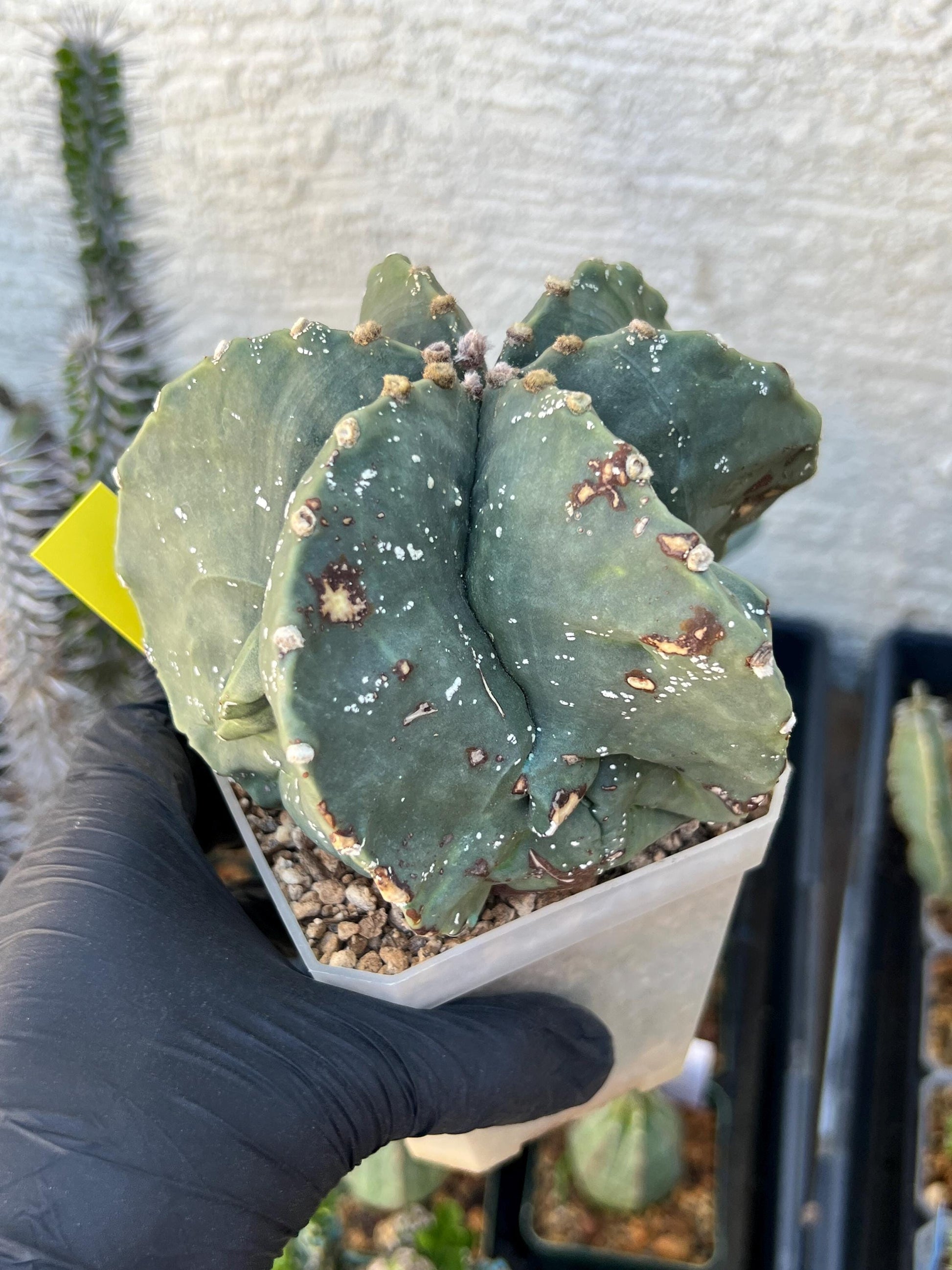 Astrophytum XL (Yellow) | Imported Cactus