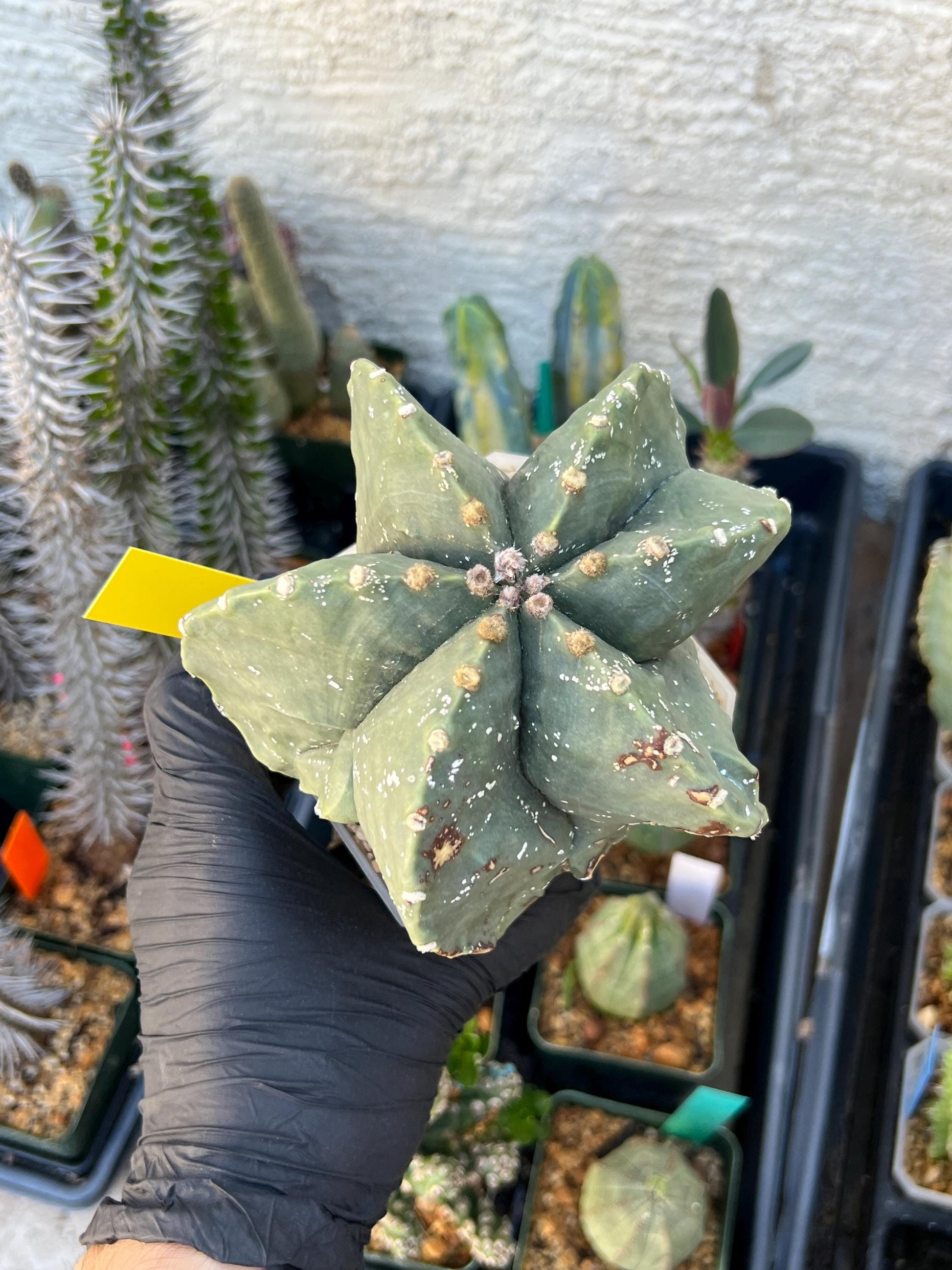 Astrophytum XL (Yellow) | Imported Cactus