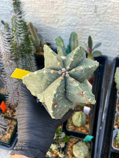 Astrophytum XL (Yellow) | Imported Cactus