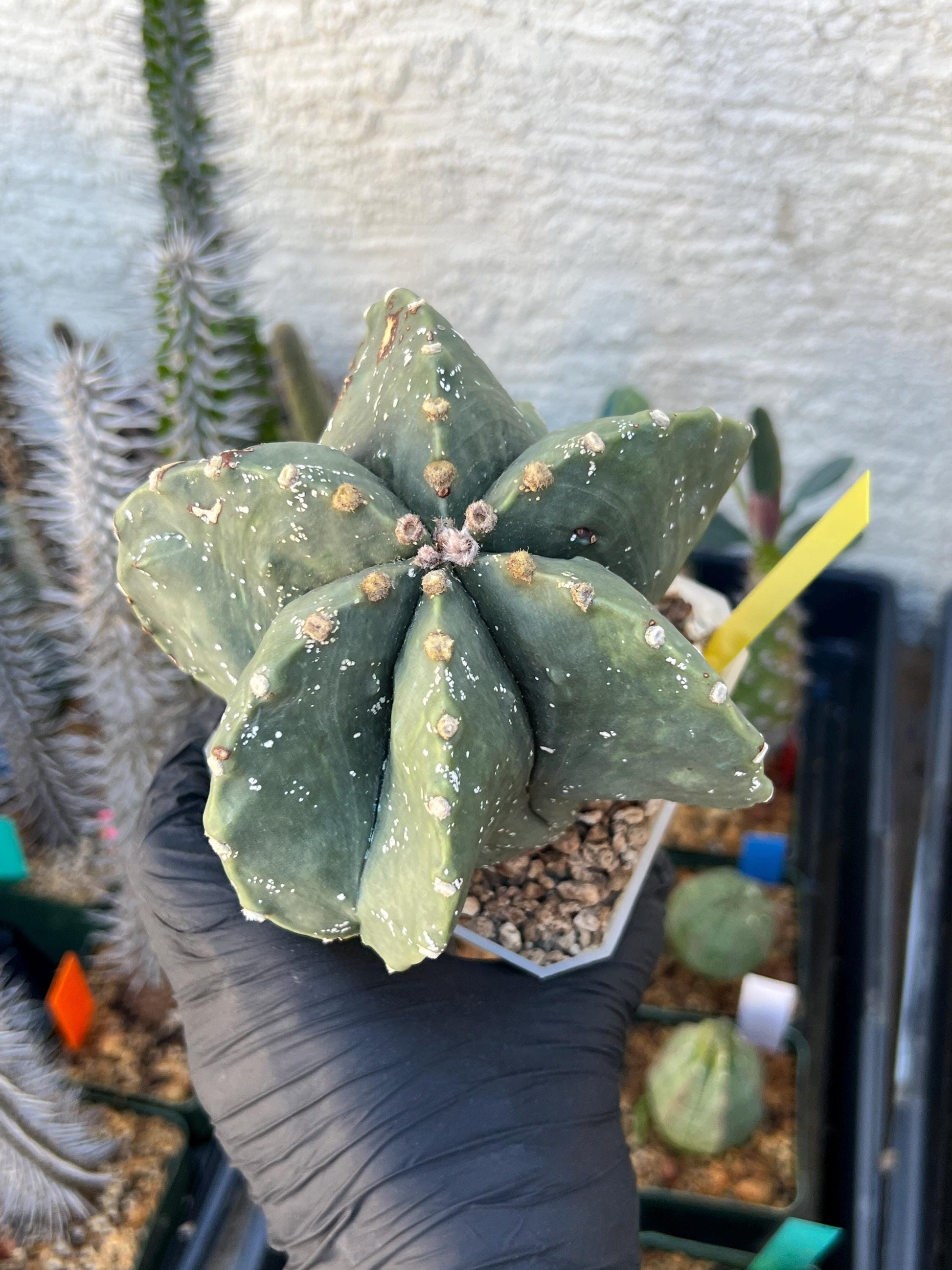 Astrophytum XL (Yellow) | Imported Cactus