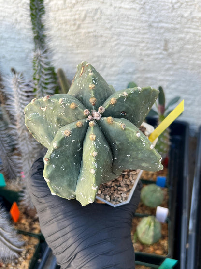 Astrophytum XL (Yellow) | Imported Cactus