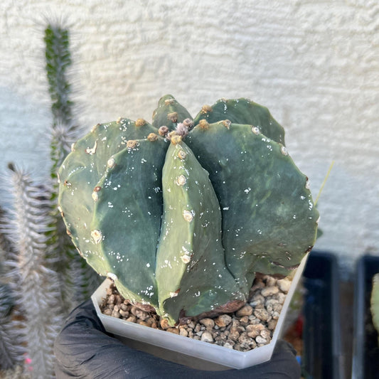Astrophytum XL (Yellow) | Imported Cactus