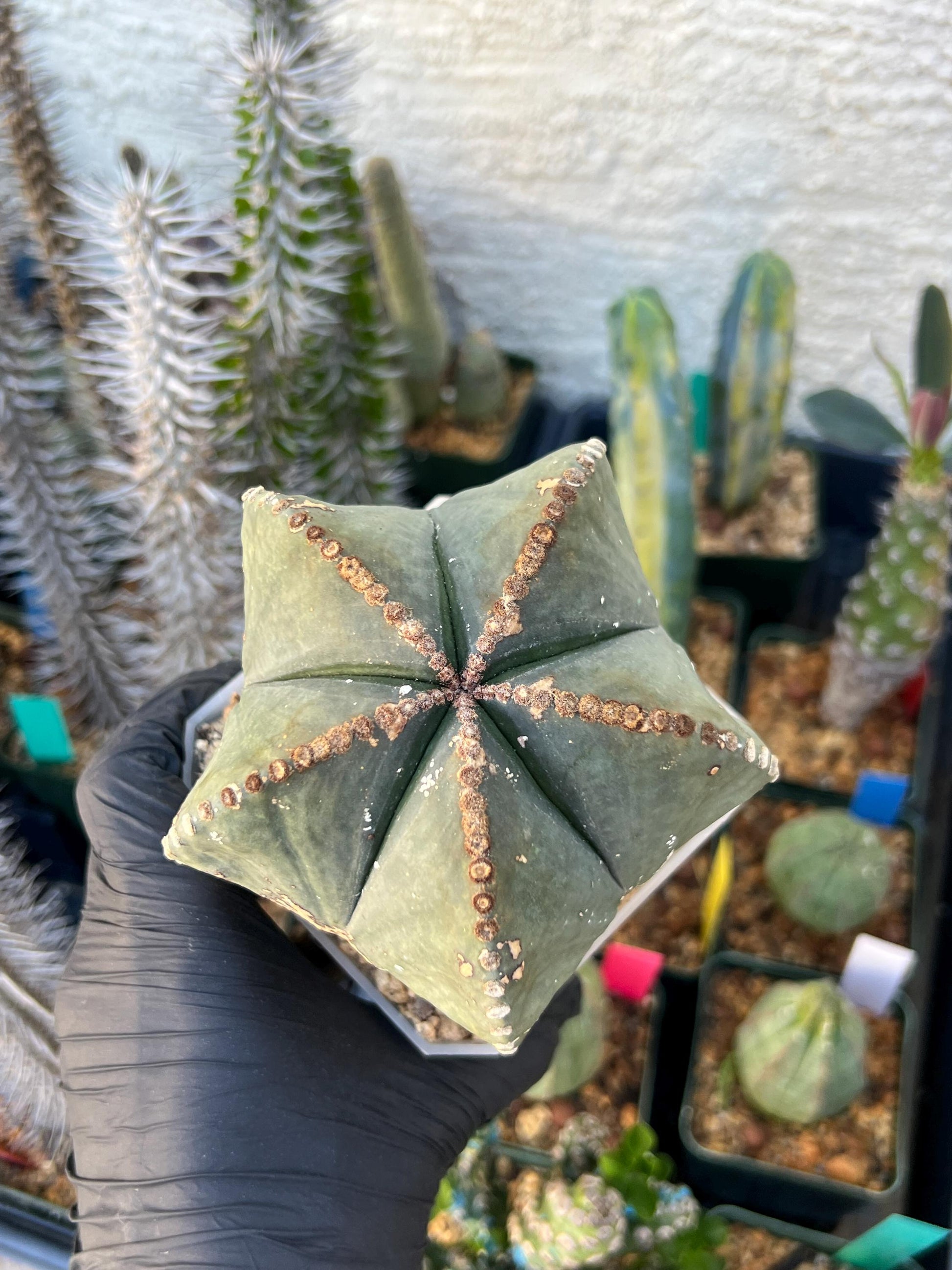 Astrophytum XL (White) | Imported Cactus