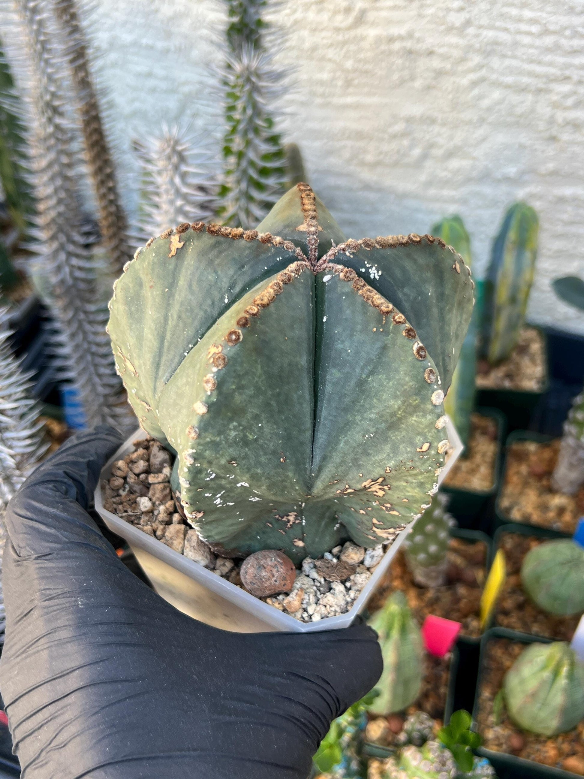 Astrophytum XL (White) | Imported Cactus