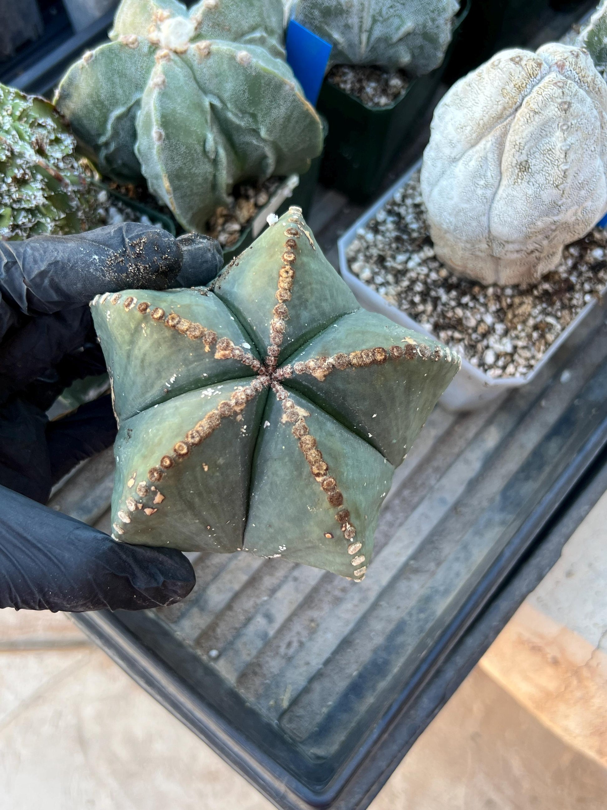 Astrophytum XL (White) | Imported Cactus