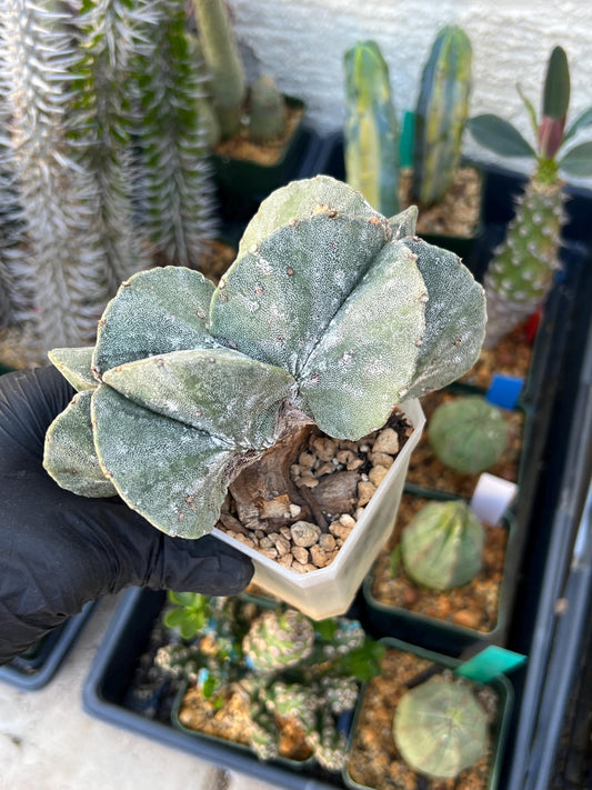 Imported Cactus Cluster | Imported Cactus