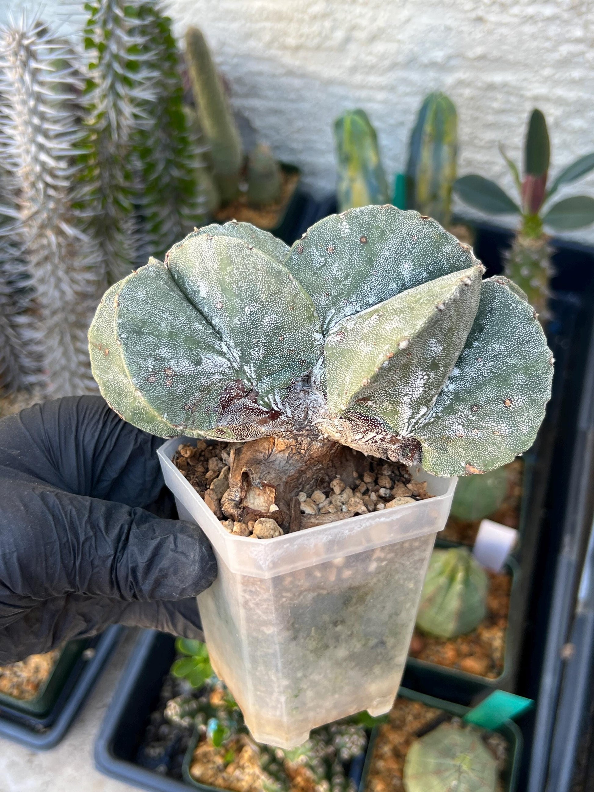 Imported Cactus Cluster | Imported Cactus