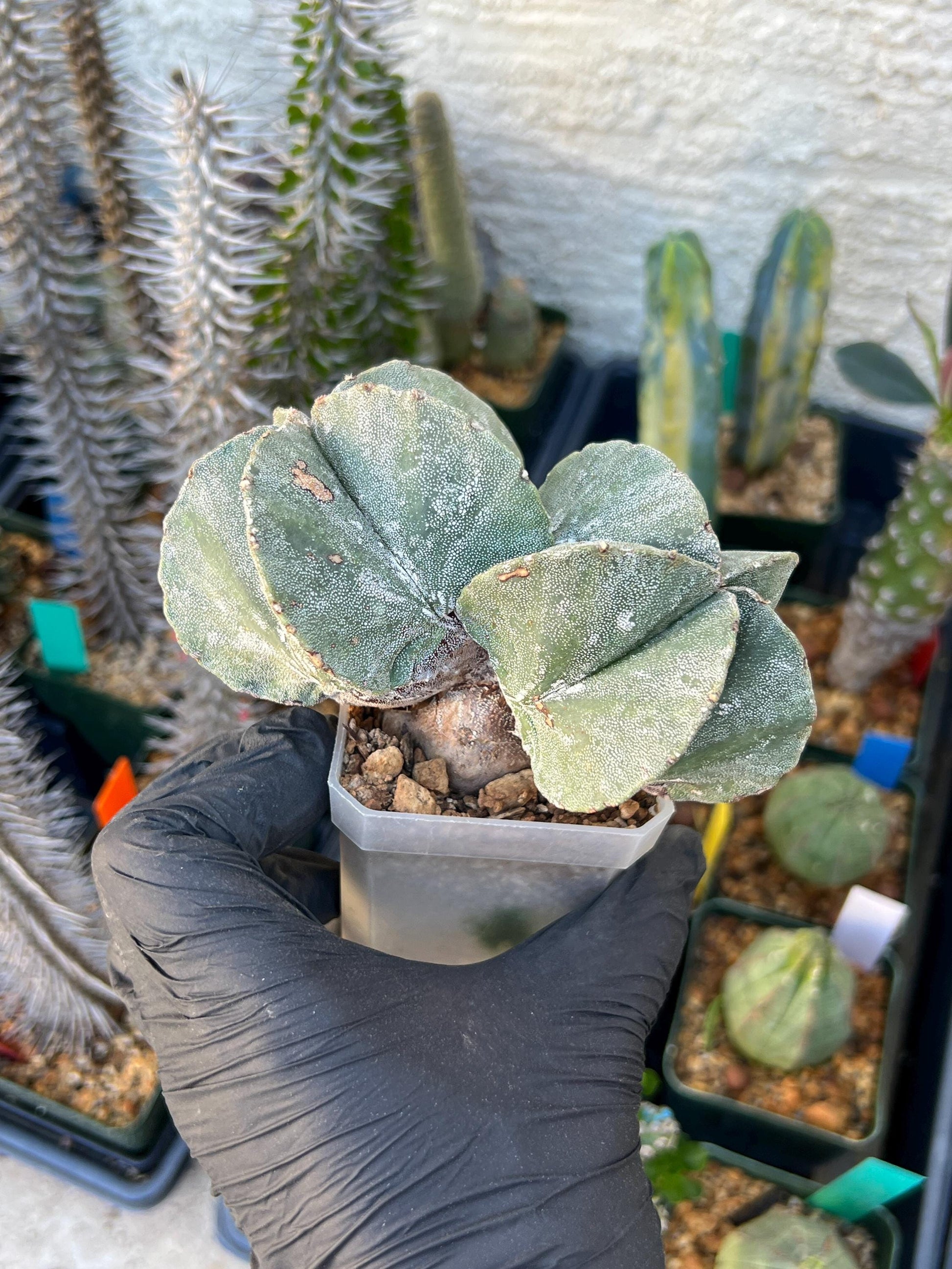 Imported Cactus Cluster | Imported Cactus