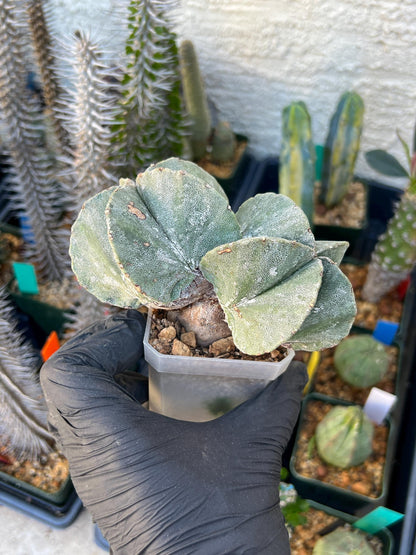 Imported Cactus Cluster | Imported Cactus