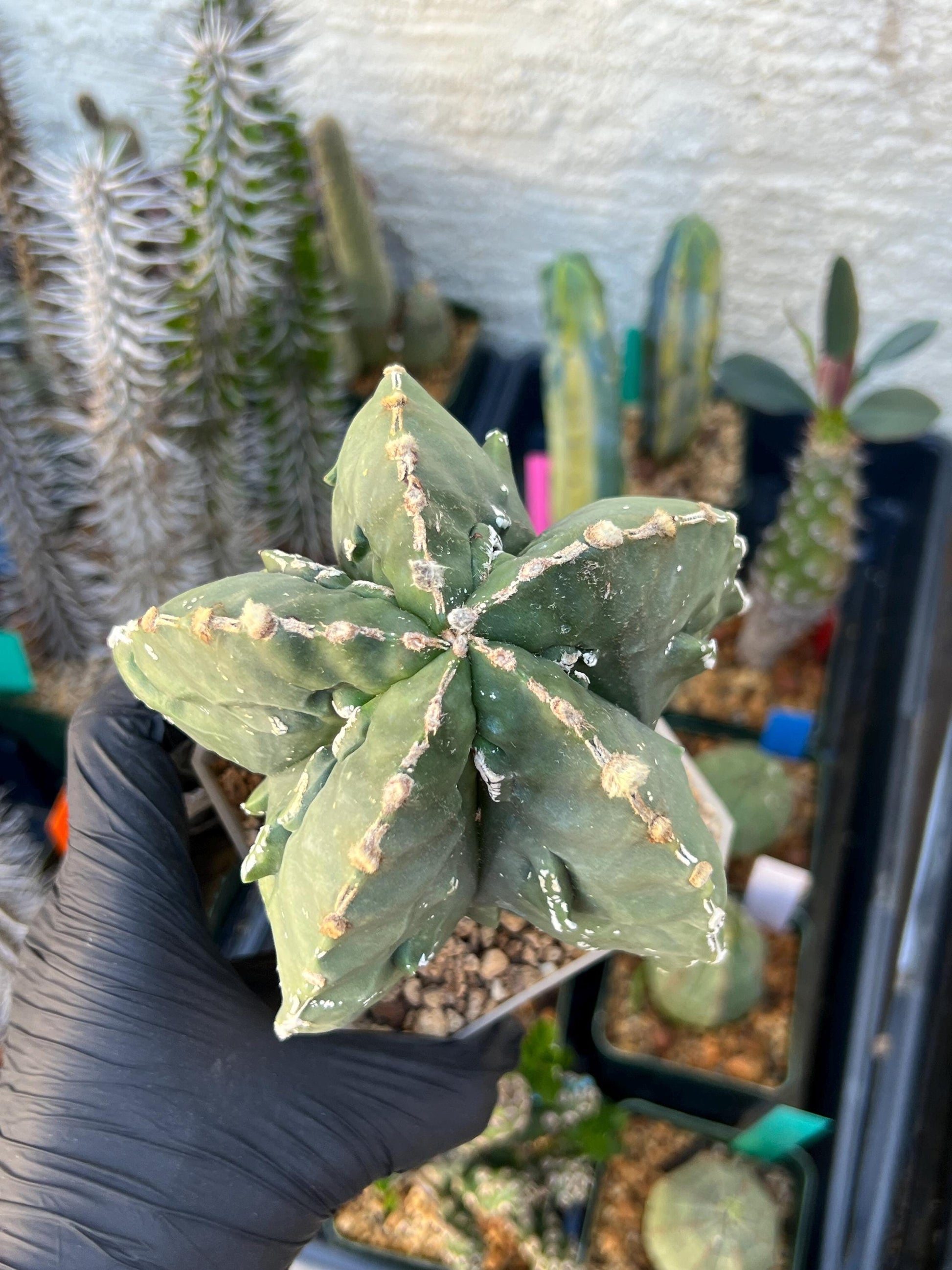 Astrophytum XL (Pink) | Imported Cactus