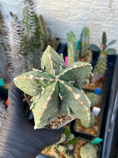 Astrophytum XL (Pink) | Imported Cactus