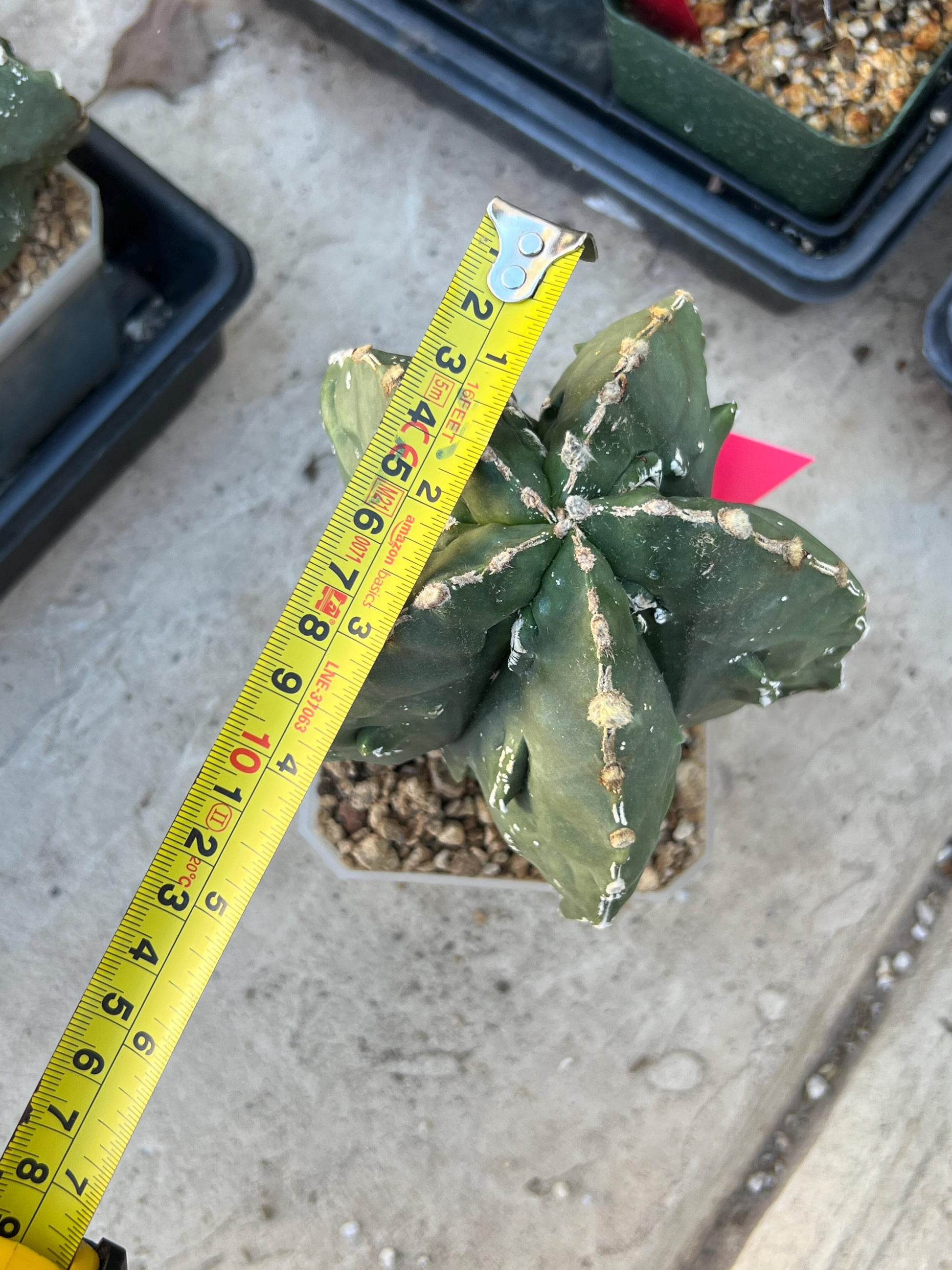 Astrophytum XL (Pink) | Imported Cactus