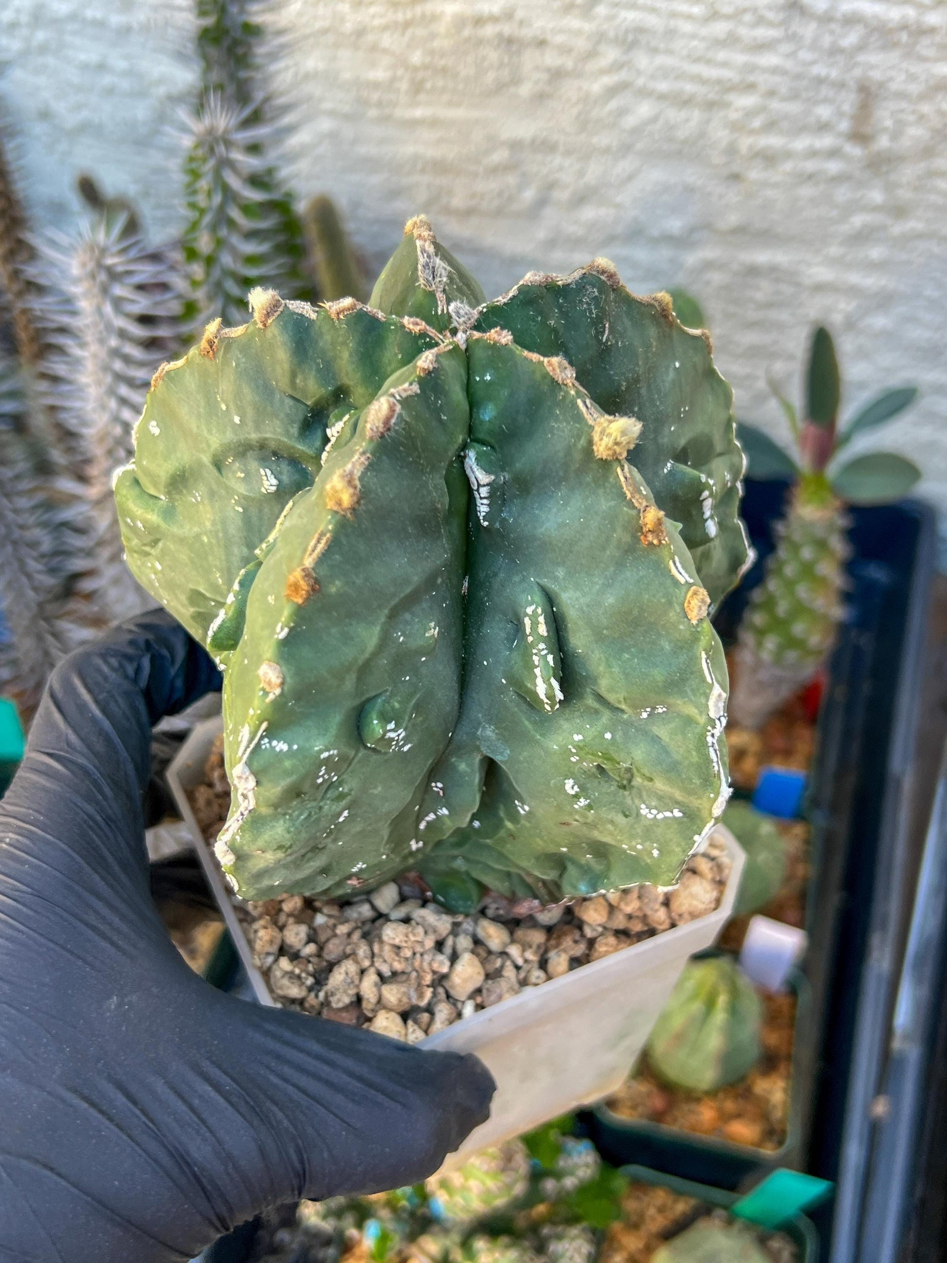 Astrophytum XL (Pink) | Imported Cactus