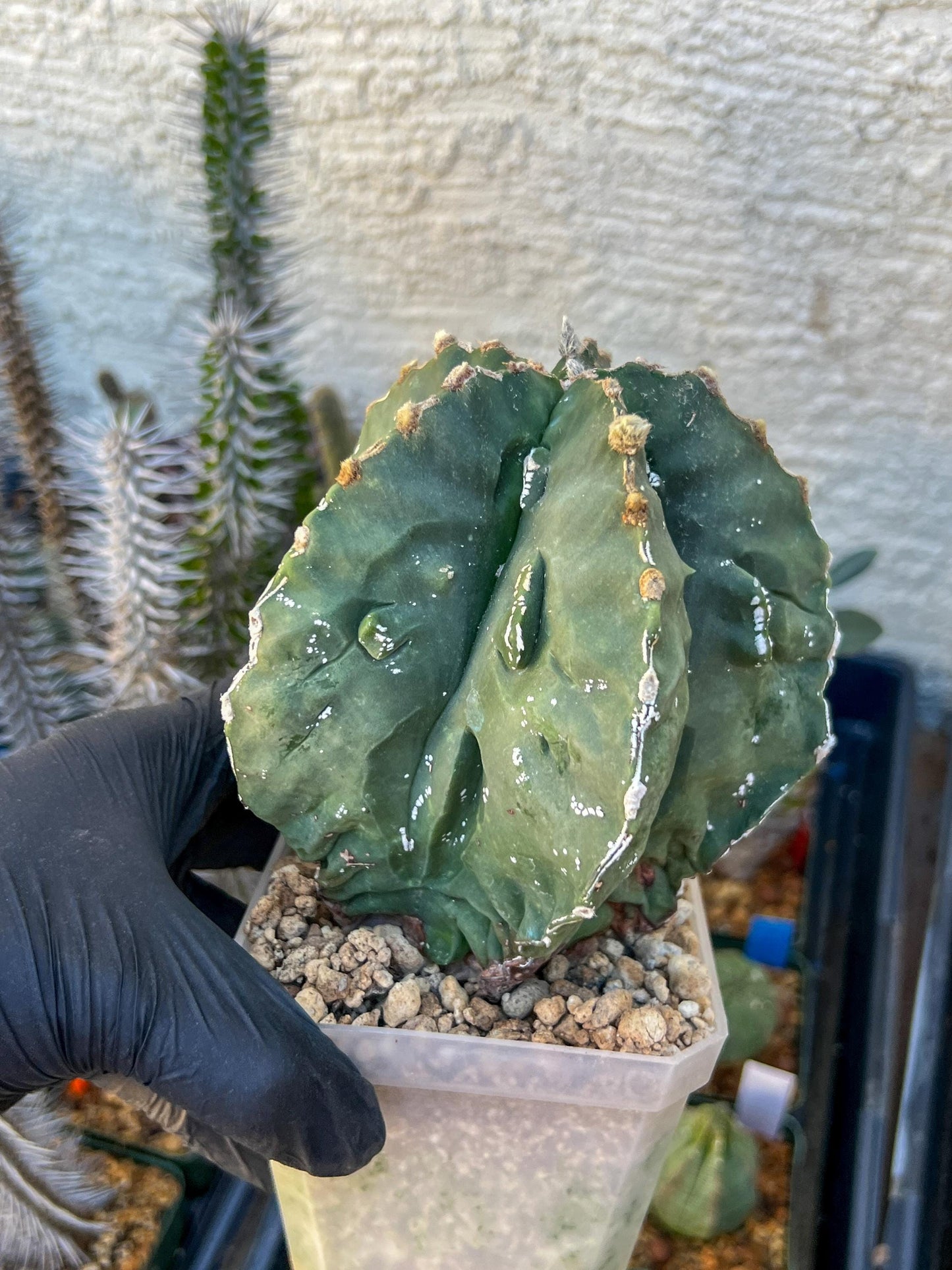 Astrophytum XL (Pink) | Imported Cactus