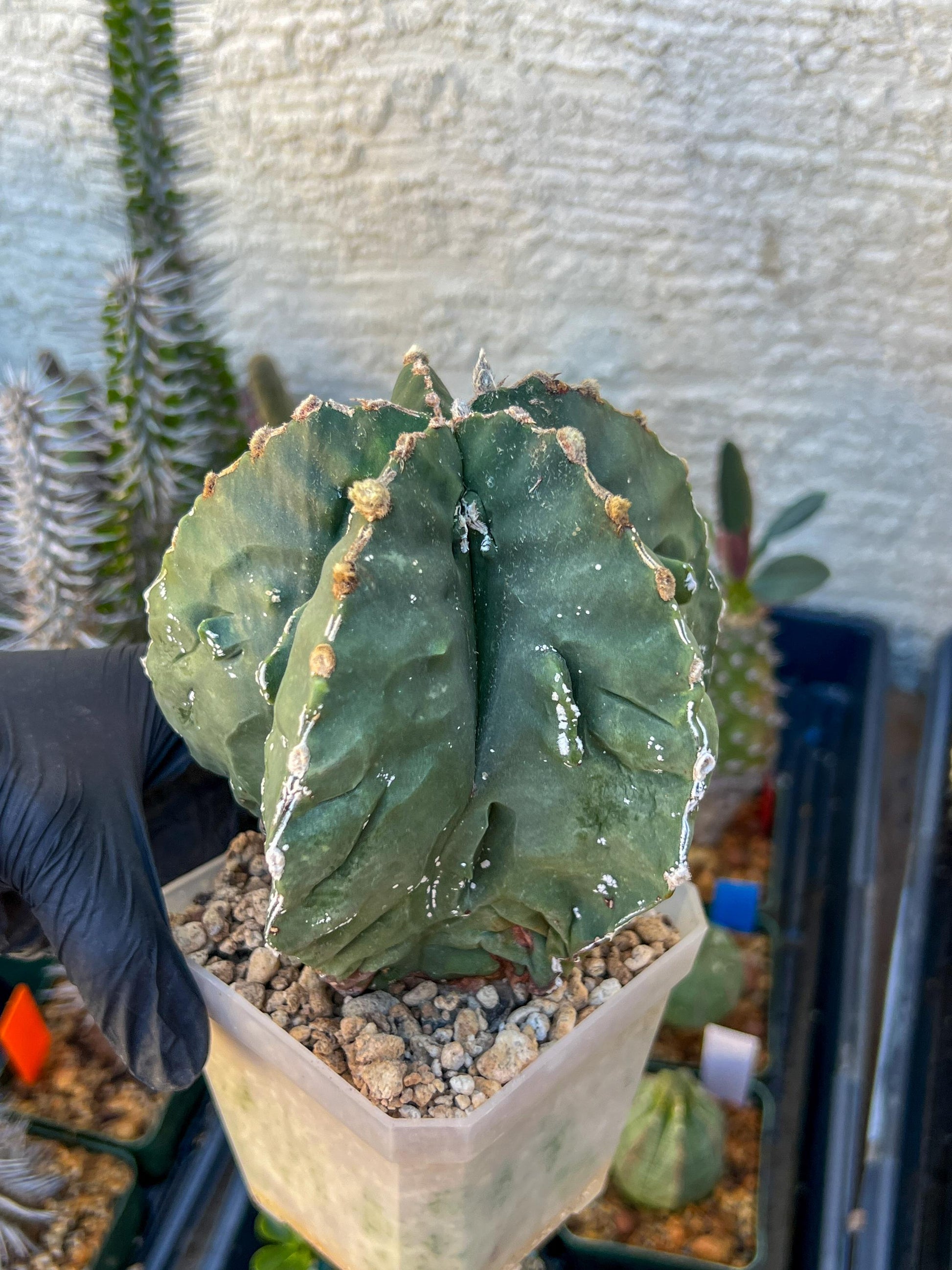 Astrophytum XL (Pink) | Imported Cactus