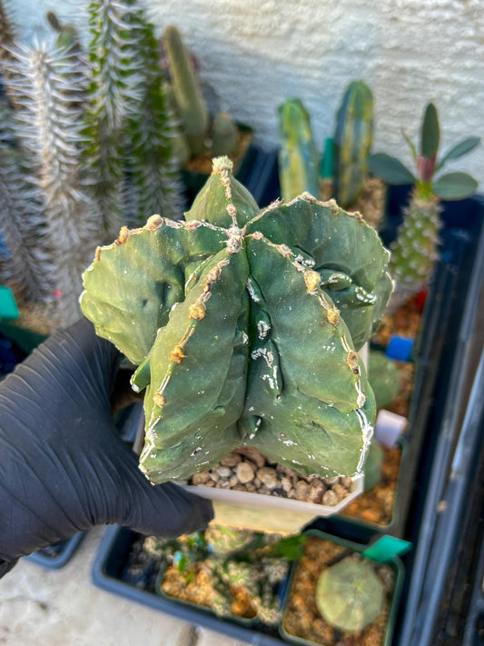 Astrophytum XL (Pink) | Imported Cactus