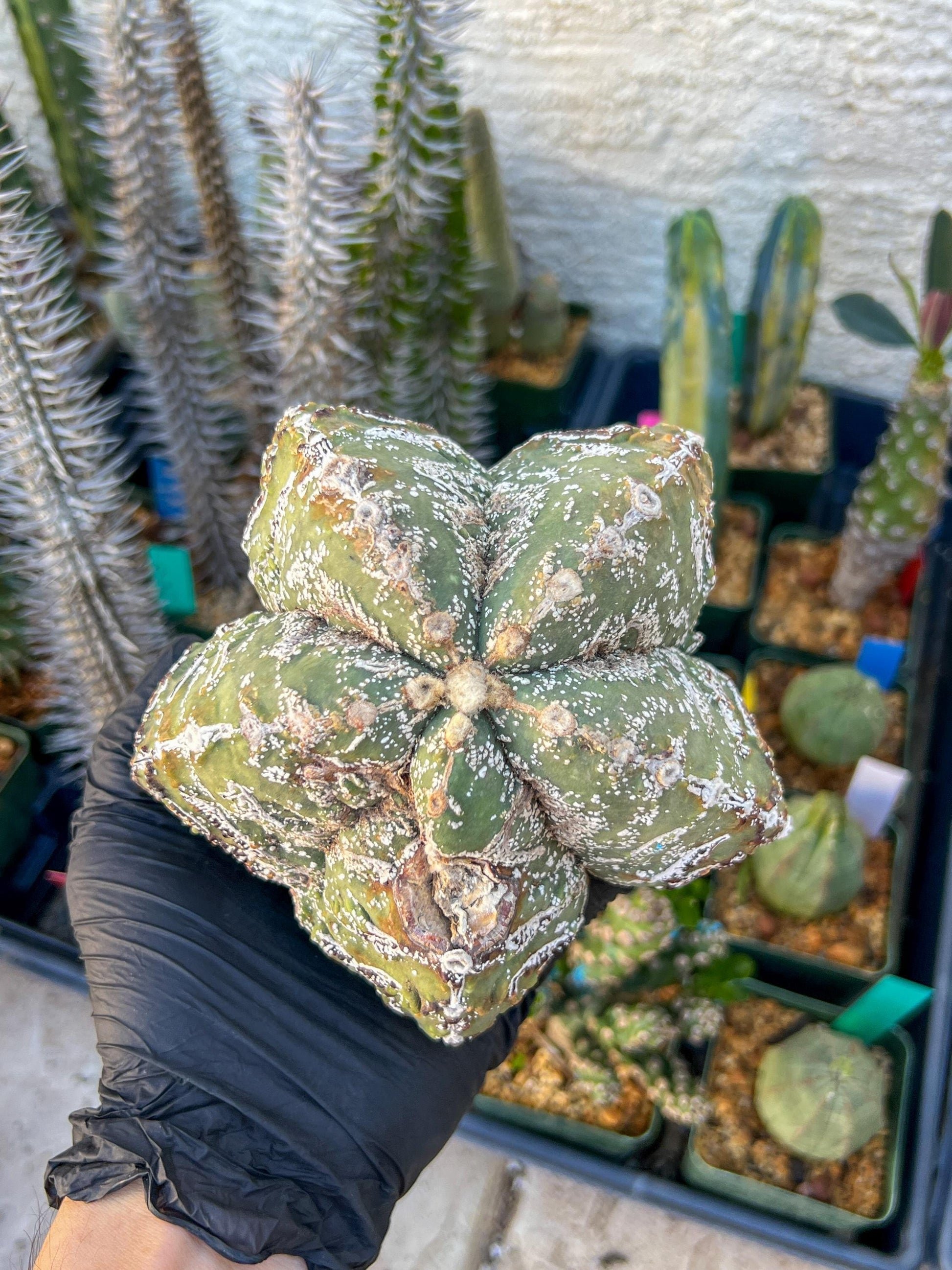 Astrophytum XL (Blue) | Imported Cactus