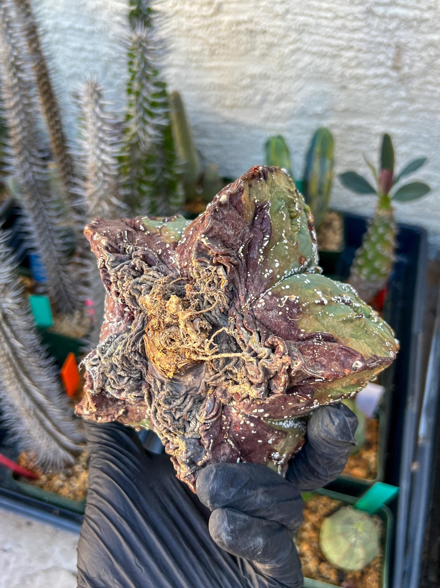 Astrophytum XL (Blue) | Imported Cactus