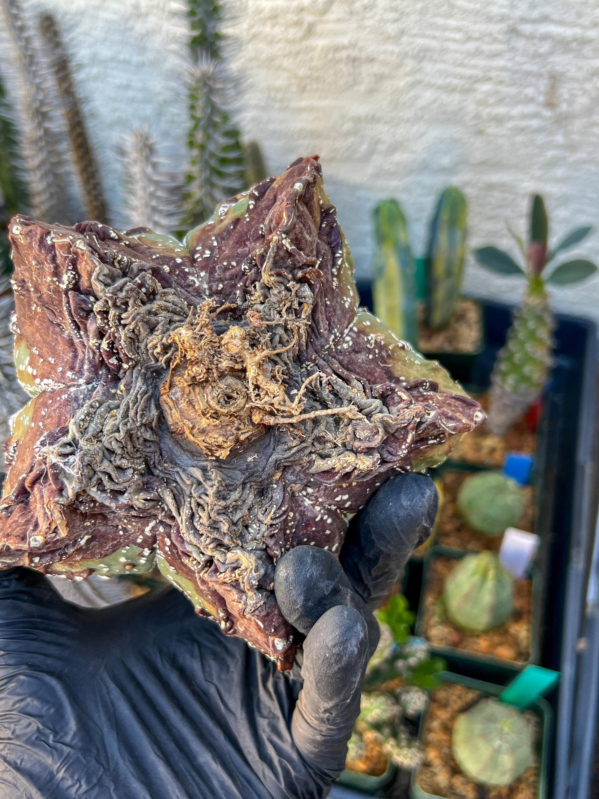 Astrophytum XL (Blue) | Imported Cactus