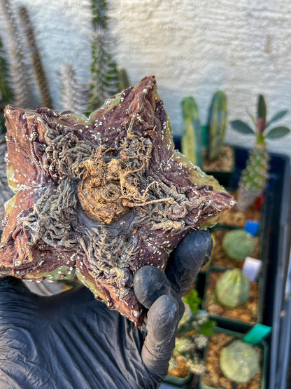 Astrophytum XL (Blue) | Imported Cactus