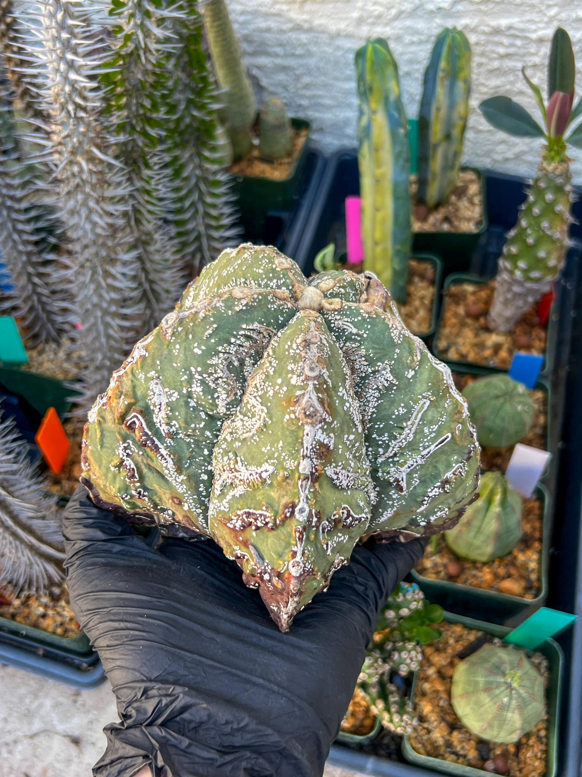 Astrophytum XL (Blue) | Imported Cactus
