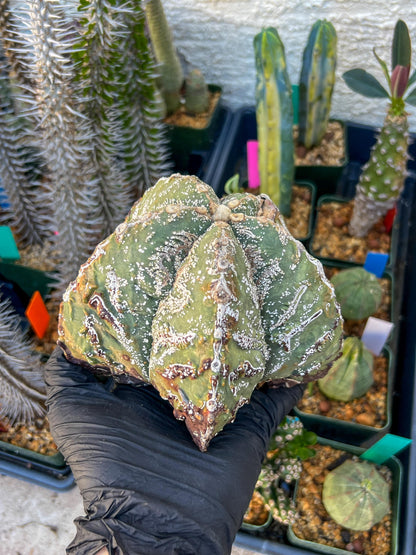 Astrophytum XL (Blue) | Imported Cactus