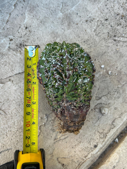 Astrophytum XL | Imported Cactus