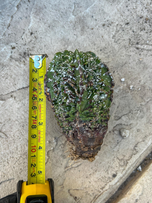 Astrophytum XL | Imported Cactus