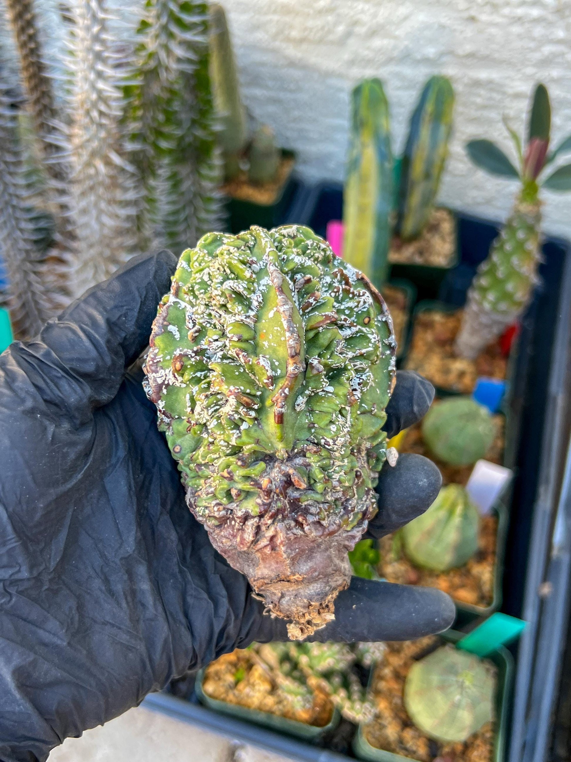 Astrophytum XL | Imported Cactus