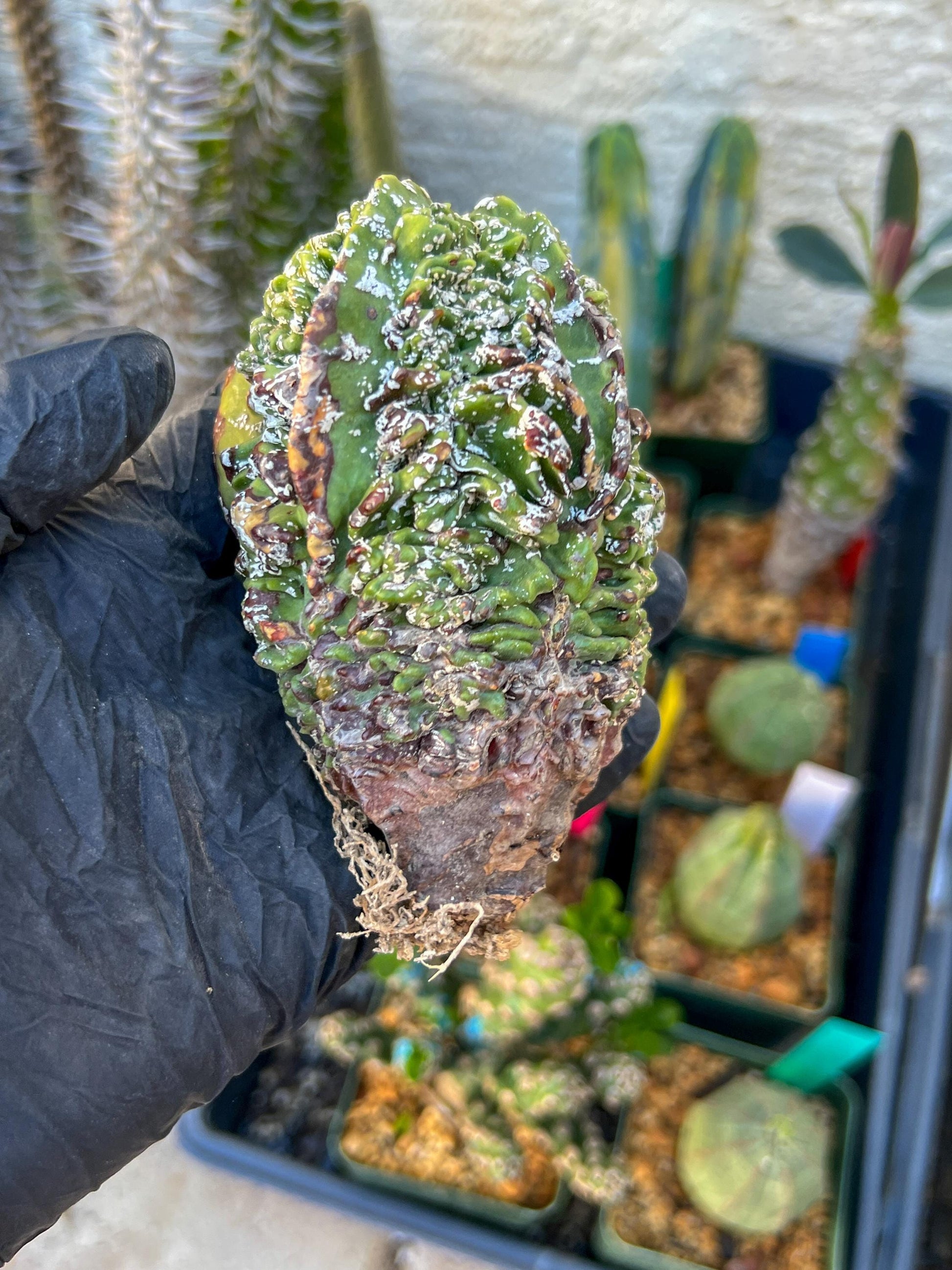 Astrophytum XL | Imported Cactus