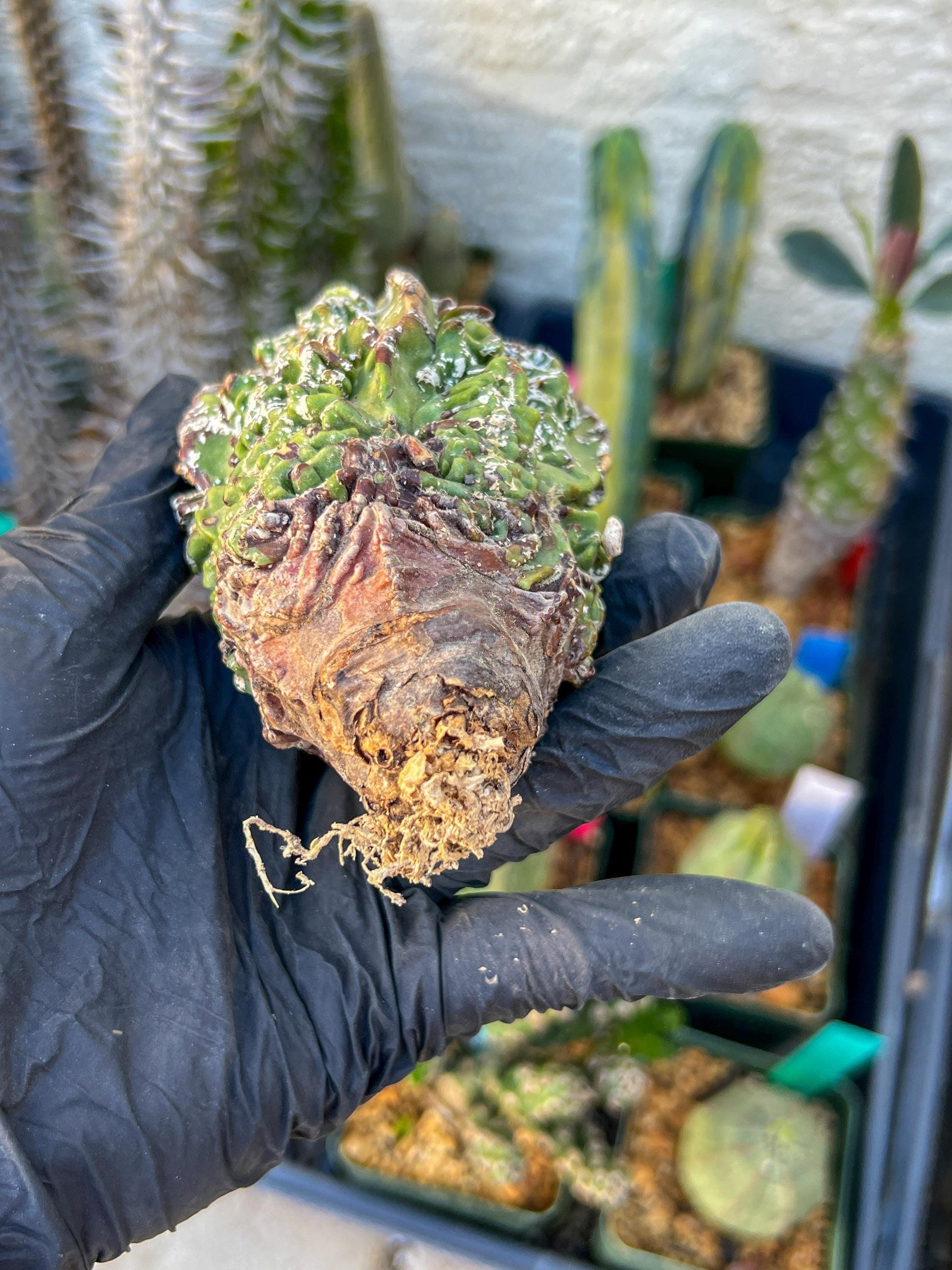 Astrophytum XL | Imported Cactus