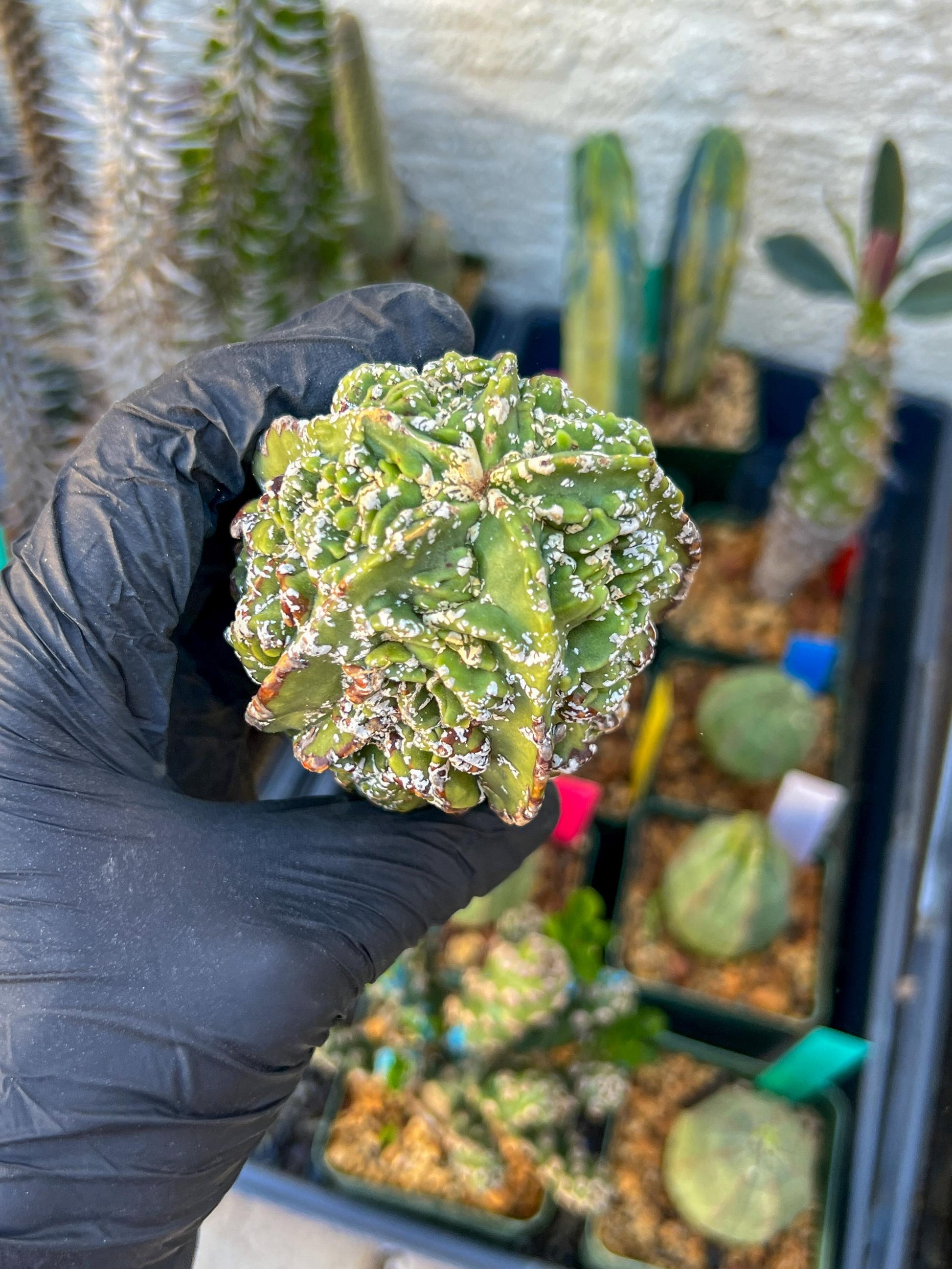 Astrophytum XL | Imported Cactus