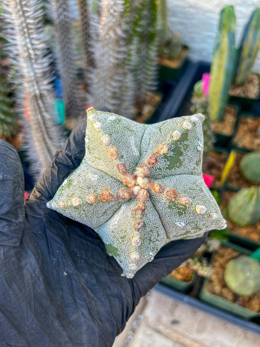 Astrophytum Medium size (Pink) | Imported Cactus
