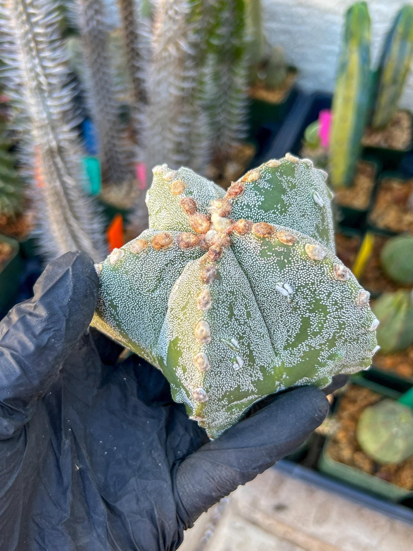 Astrophytum Medium size (Pink) | Imported Cactus