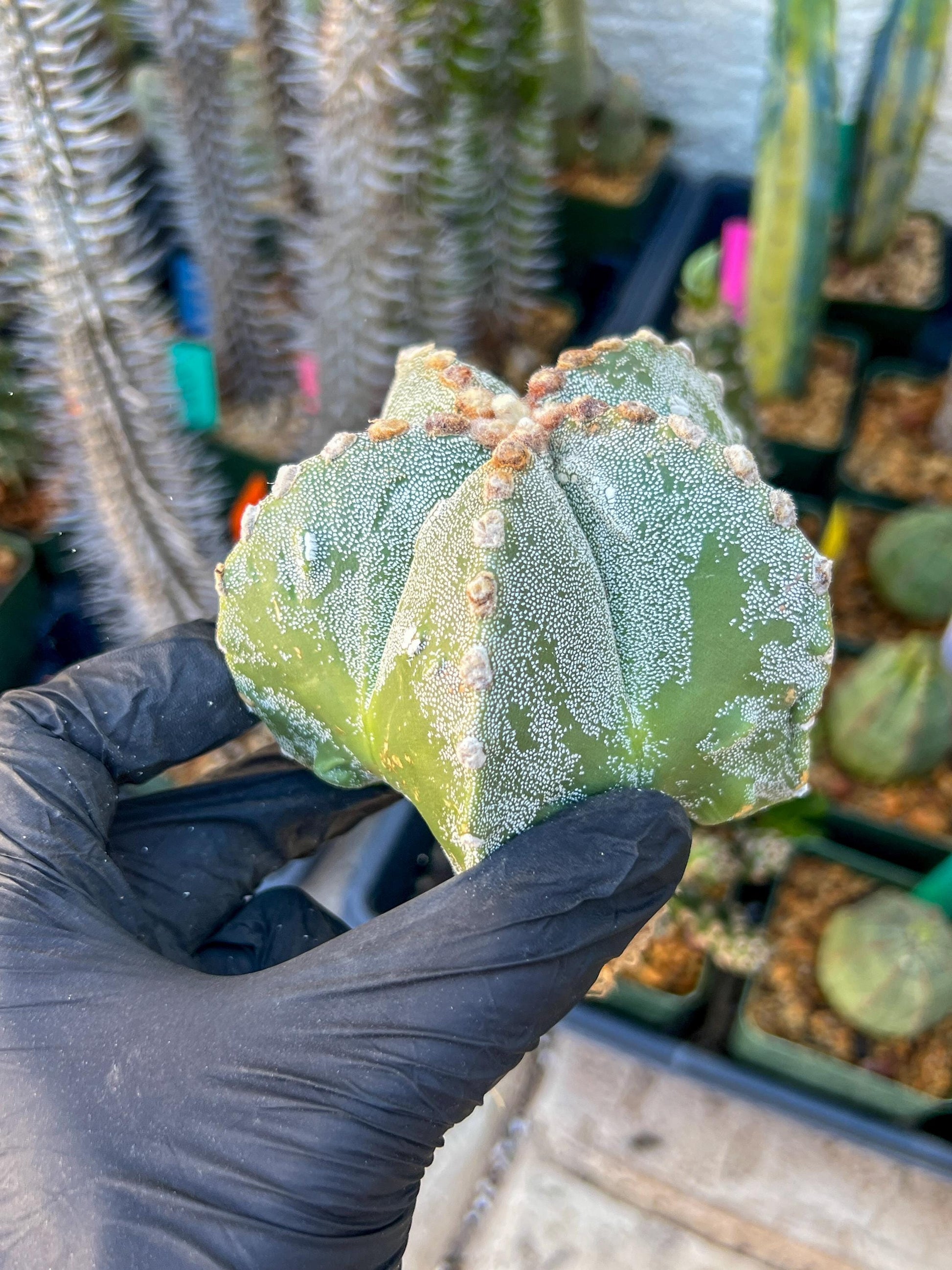 Astrophytum Medium size (Pink) | Imported Cactus
