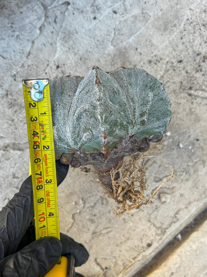 Astrophytum Medium size (Yellow) | Imported Cactus