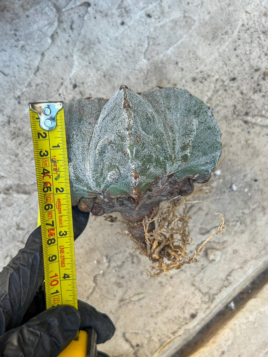 Astrophytum Medium size (Yellow) | Imported Cactus