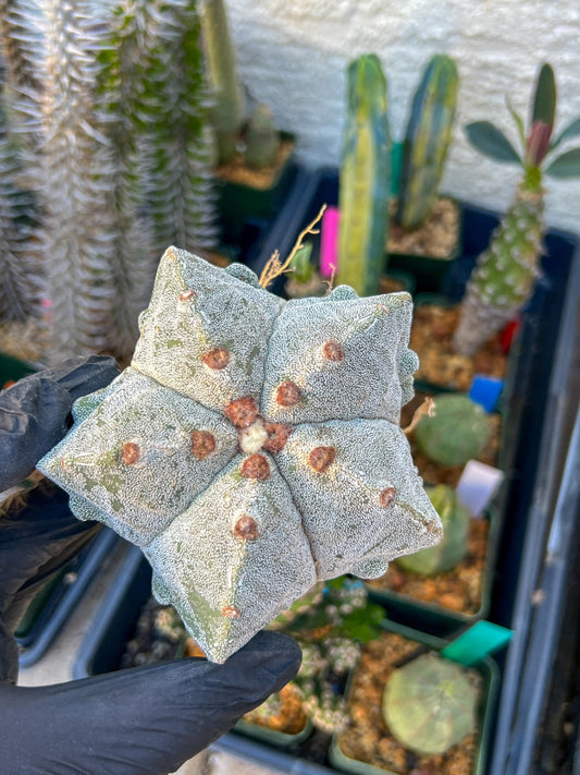 Astrophytum Medium size (Yellow) | Imported Cactus