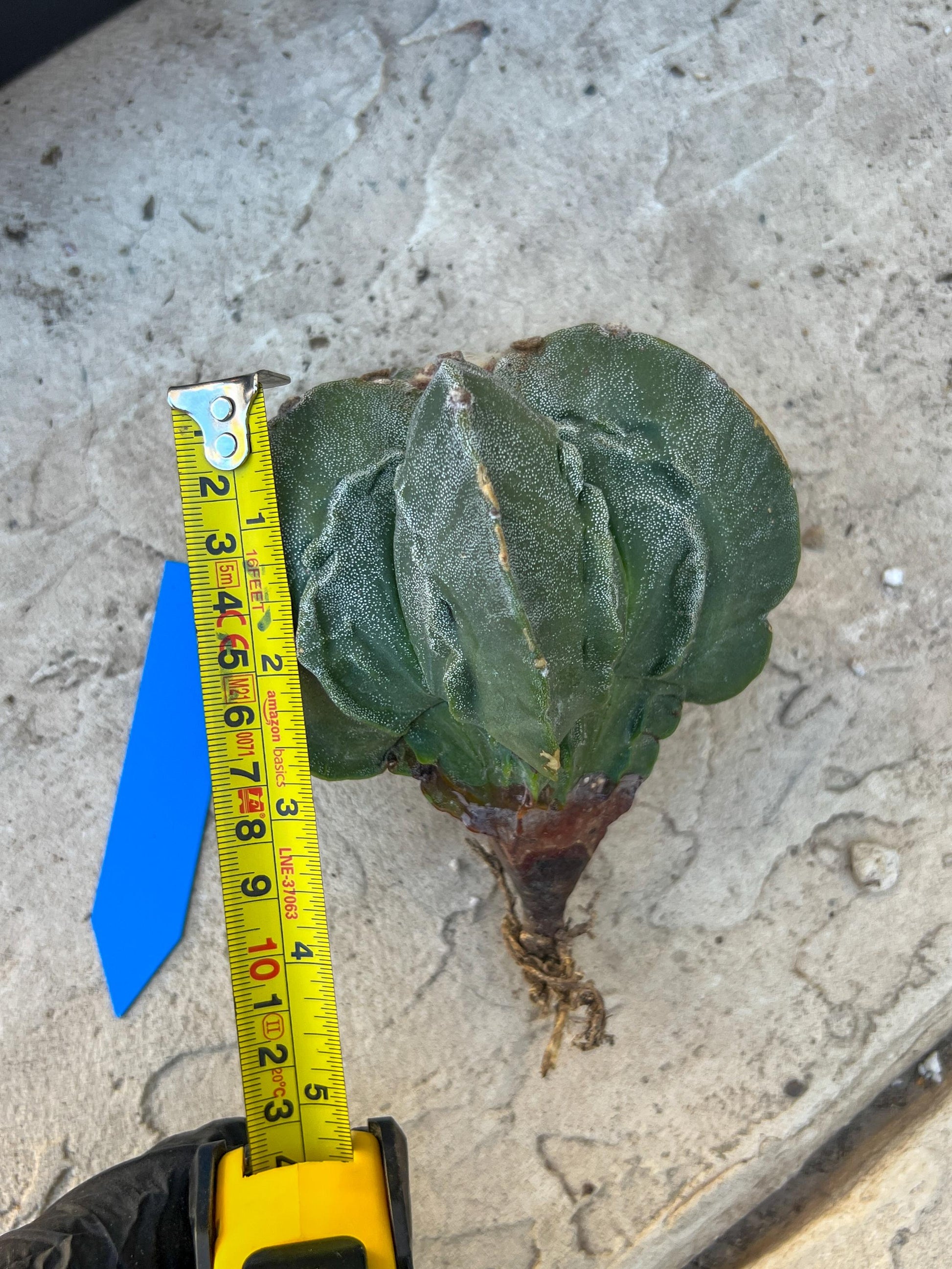 Astrophytum Medium size (Blue) | Imported Cactus