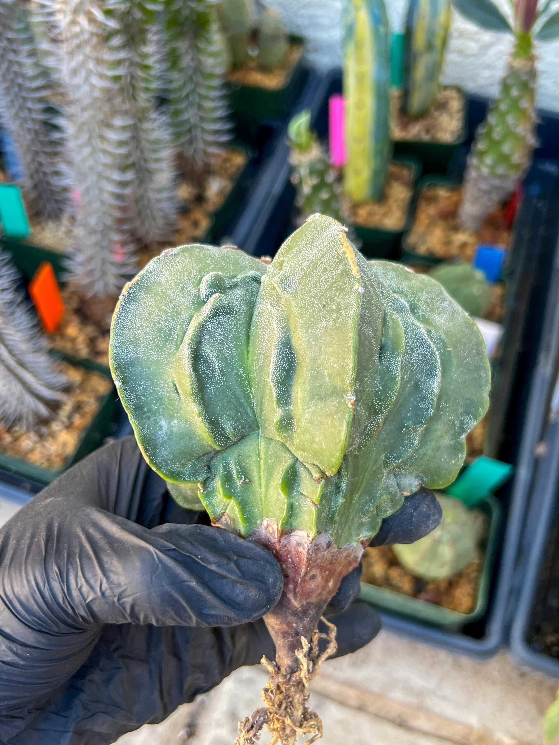 Astrophytum Medium size (Blue) | Imported Cactus