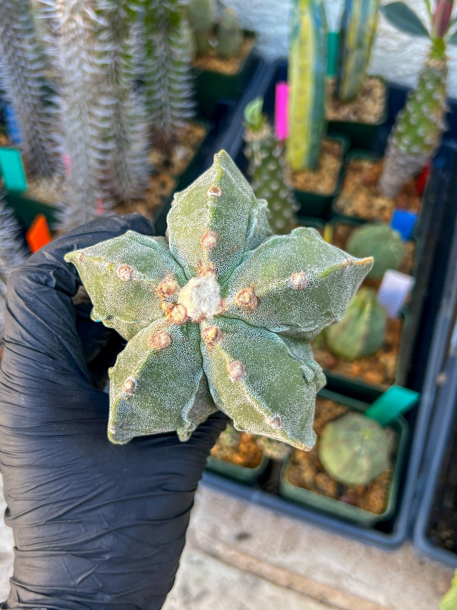Astrophytum Medium size (Blue) | Imported Cactus