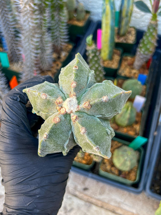 Astrophytum Medium size (Blue) | Imported Cactus