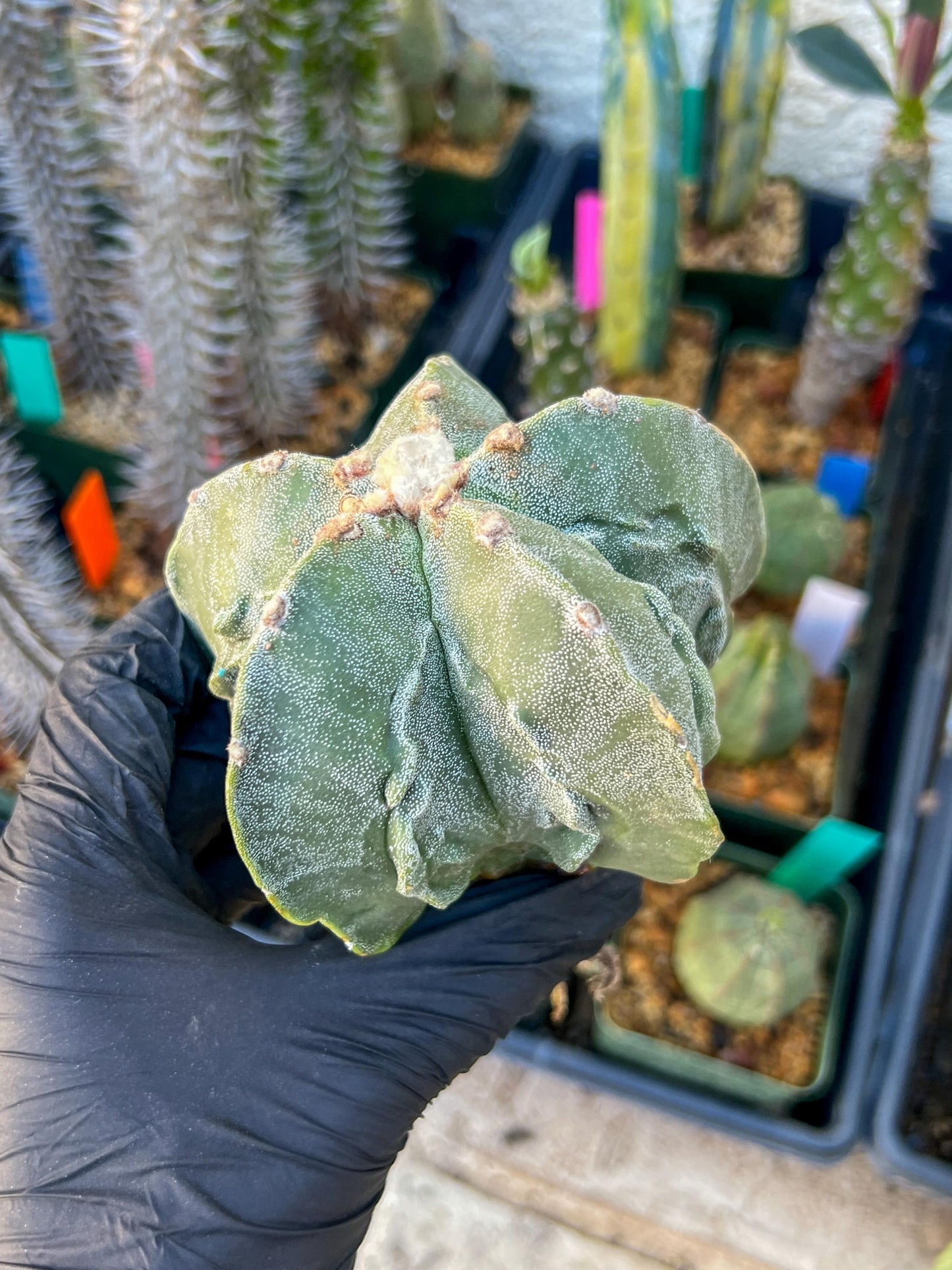 Astrophytum Medium size (Blue) | Imported Cactus