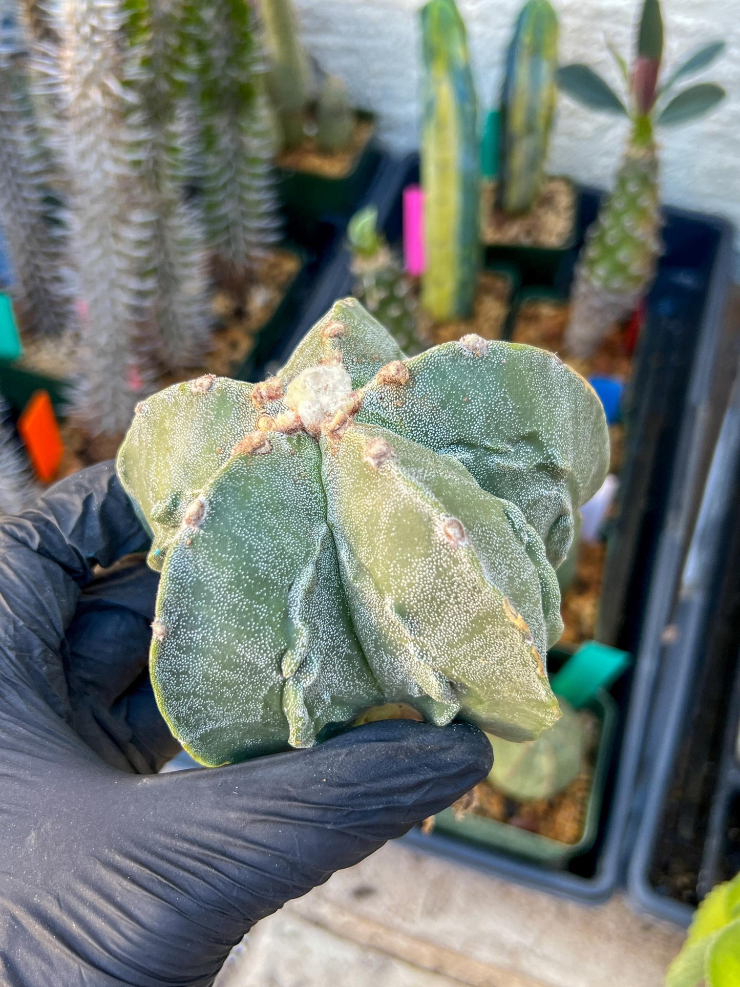 Astrophytum Medium size (Blue) | Imported Cactus