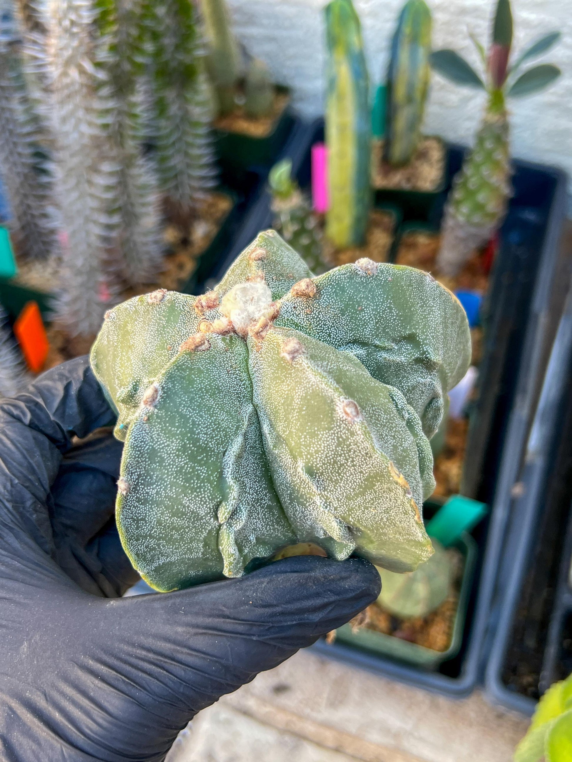 Astrophytum Medium size (Blue) | Imported Cactus