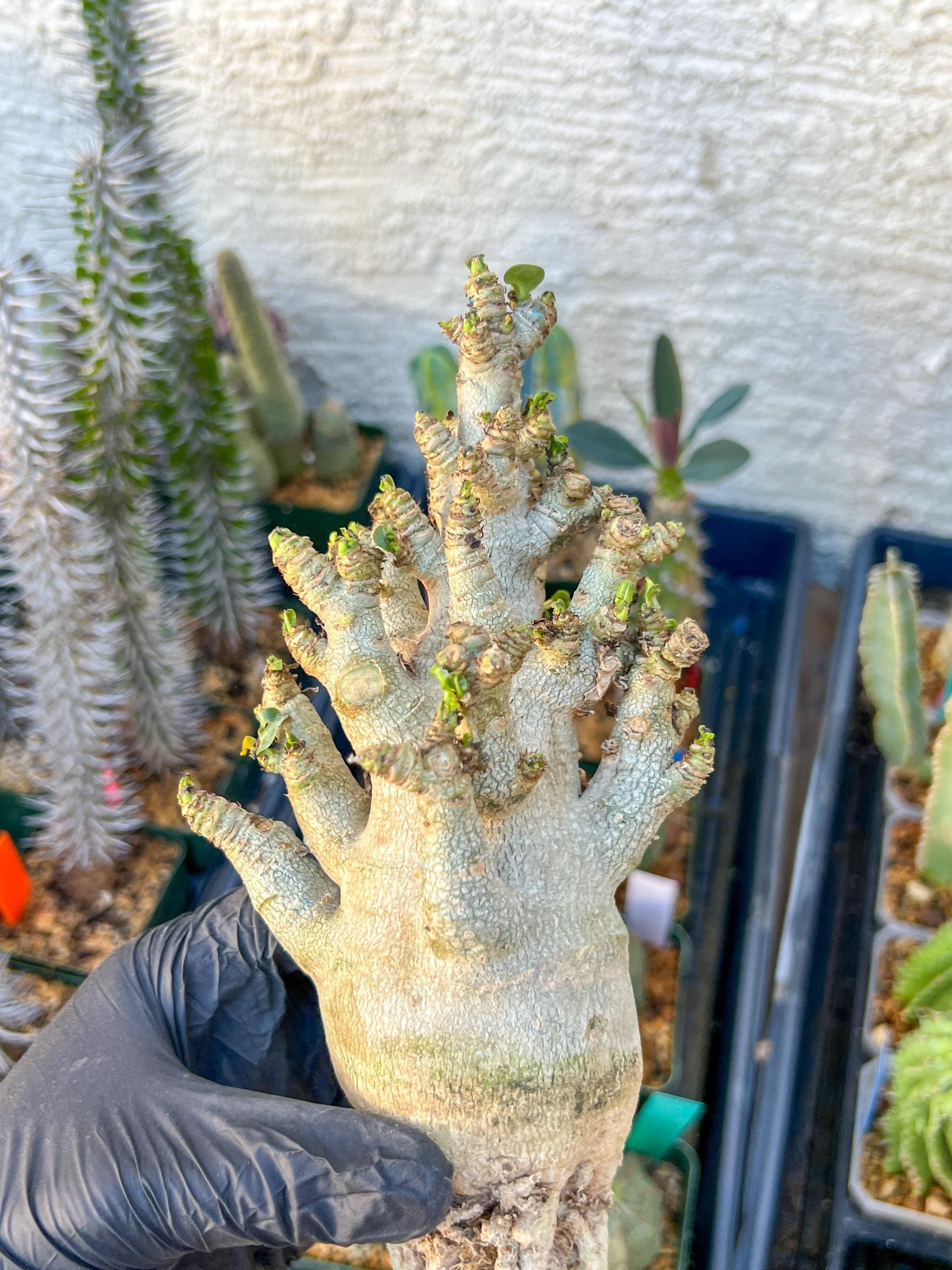 Adenium Arabicum (Blue) | Imported Desert Rose | Exotic Rare Plant