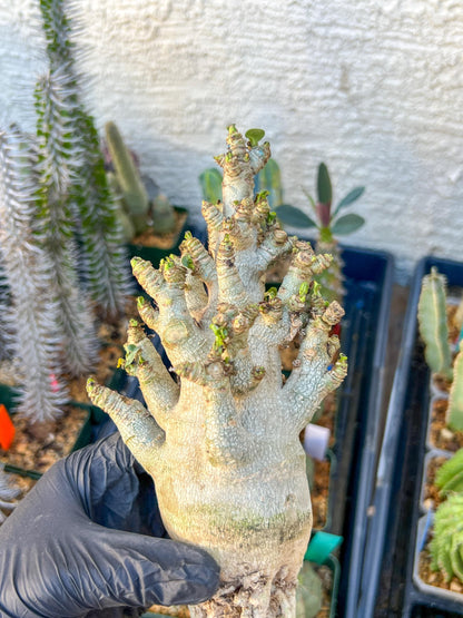 Adenium Arabicum (Blue) | Imported Desert Rose | Exotic Rare Plant